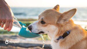Dog drinking alkaline water from a portable water bottle. Hydrating a pet with clean water.