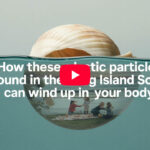 How these plastic particles found in the Long Island Sound can wind up in your body