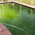 Have green swimming pool water