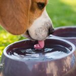 can dogs have alkaline water