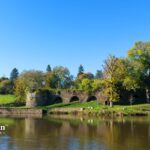 how do trees improve water quality