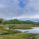 how do wetlands improve water quality