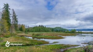 how do wetlands improve water quality