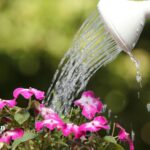 is it better to water plants in the morning or evening
