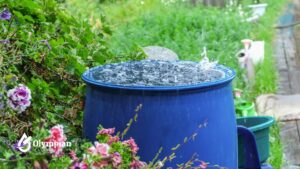 rainwater for drinking