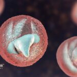 what is cryptosporidium