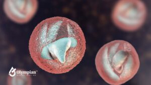 what is cryptosporidium