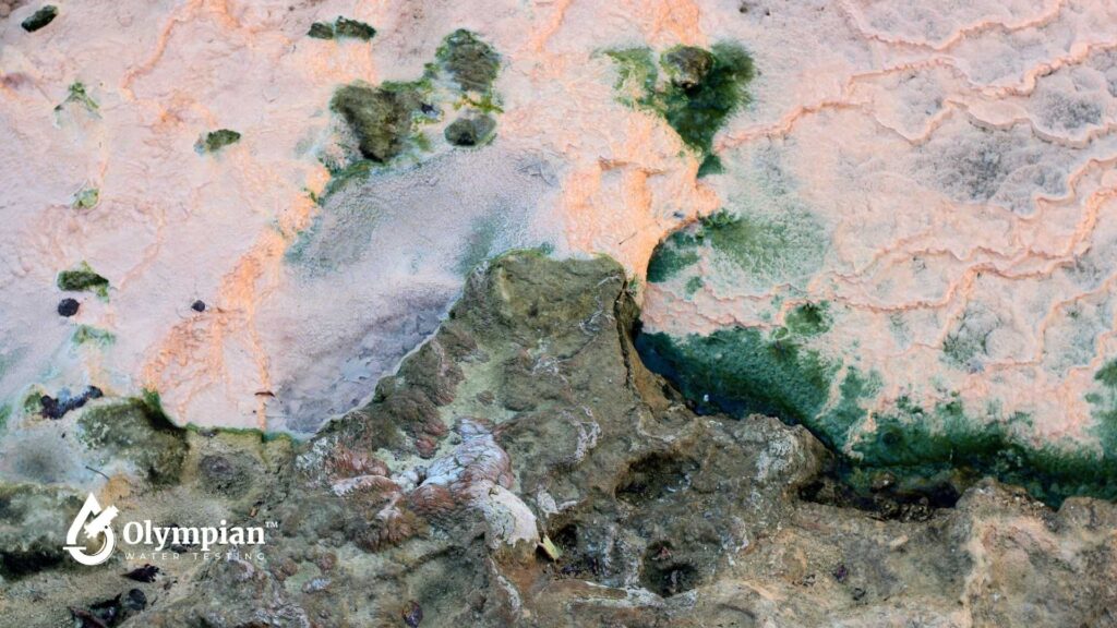 Hydrogen sulfide: Mineral deposits and algae growth near water source. Well water testing for H2S.