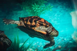 queens ny zoo petting zoo