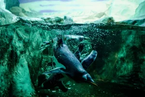 queens zoo petting zoo